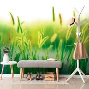 WALL MURAL GRASS BLADES - WALLPAPERS NATURE - WALLPAPERS