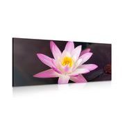 Canvas print pink water lily