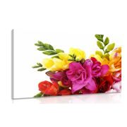 CANVAS PRINT BOUQUET OF COLORFUL FREESIAS - PICTURES FLOWERS - PICTURES