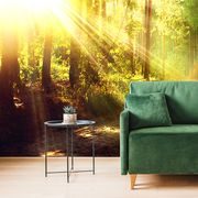 CARTA DA PARATI – RAGGI DI SOLE NELLA FORESTA - CARTA DA PARATI NATURA - CARTA DA PARATI