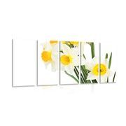 5 part picture bouquet of daffodils