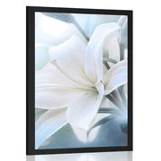 POSTER WHITE LILY FLOWER ON AN ABSTRACT BACKGROUND - FLOWERS - POSTERS