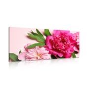 CANVAS PRINT PEONIES IN PINK - PICTURES FLOWERS - PICTURES