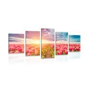 5-PIECE CANVAS PRINT SUNRISE OVER A TULIP MEADOW - PICTURES FLOWERS - PICTURES