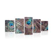 5-PIECE CANVAS PRINT PEACOCK FEATHER - STILL LIFE PICTURES - PICTURES