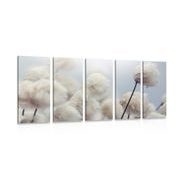 5-PIECE CANVAS PRINT ARCTIC COTTON FLOWERS - PICTURES FLOWERS - PICTURES