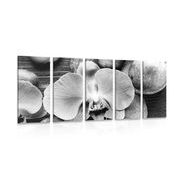 Quadri in 5 parti di una bellissima orchidea e pietre in bianco e nero