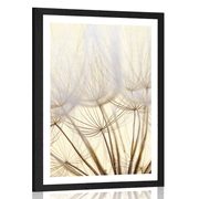 POSTER WITH MOUNT DANDELION SEEDS - FLOWERS - POSTERS