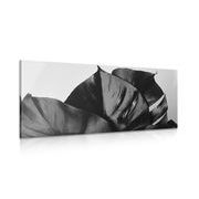 CANVAS PRINT BLACK AND WHITE MONSTERA LEAF - BLACK AND WHITE PICTURES - PICTURES