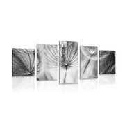 5-PIECE CANVAS PRINT DANDELION IN BLACK AND WHITE - BLACK AND WHITE PICTURES - PICTURES