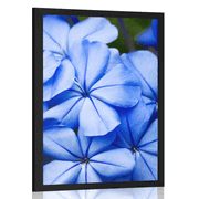 Plakat divje modre rože