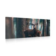 CANVAS PRINT DEER IN THE FOREST - PICTURES OF ANIMALS - PICTURES