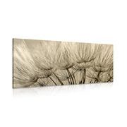 CANVAS PRINT DANDELION SEEDS IN SEPIA - BLACK AND WHITE PICTURES - PICTURES