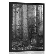 AFFICHE SECRET DE LA FORÊT EN NOIR ET BLANC - NOIR ET BLANC - AFFICHES