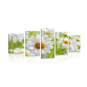 5-piece Canvas print spring meadow full of flowers
