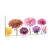 Picture of dahlia  flowers in a diverse design