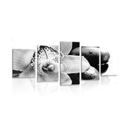 5 part picture exotic orchid in black & white