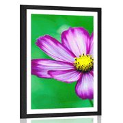 AFFICHE AVEC MONTURE FLEUR DE COSMOS DE JARDIN DE MONT - FLEURS - AFFICHES