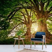 FOTOTAPETE MAJESTÄTISCHE BÄUME - TAPETEN MIT NATURMOTIVEN - TAPETEN