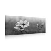 Picture blooming flower in black & white
