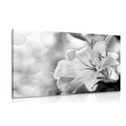 Tablou flori de crin pe fundalul abstract în design alb-negru