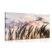 CANVAS PRINT BLADES OF FIELD GRASS - PICTURES OF NATURE AND LANDSCAPE - PICTURES