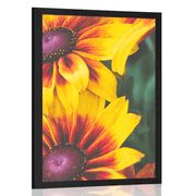 POSTER ATTRAKTIVE ZWEIFARBIGE BLUMEN - BLUMEN - POSTER