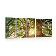 5-PIECE CANVAS PRINT MAJESTIC TREES - PICTURES OF NATURE AND LANDSCAPE - PICTURES