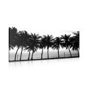 Slika sončni zahod nad palmami v črnobeli izvedbi