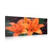 Canvas print orange lily