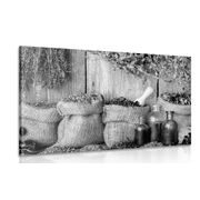 CANVAS PRINT MEDICINAL HERBS IN BLACK AND WHITE - BLACK AND WHITE PICTURES - PICTURES