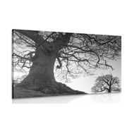 CANVAS PRINT SYMBIOSIS OF TREES IN BLACK AND WHITE - BLACK AND WHITE PICTURES - PICTURES