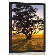 POSTER ALLEINSTEHENDER BAUM BEI SONNENUNTERGANG - NATUR - POSTER