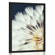 POSTER DANDELION ON A DARK BACKGROUND - FLOWERS - POSTERS