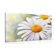 CANVAS PRINT DAISY FLOWERS - PICTURES FLOWERS - PICTURES
