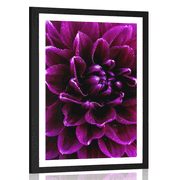 Plakat s paspartujem vijolično purpurni cvet