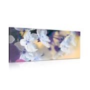 CANVAS PRINT BLOSSOMED CHERRY BRANCH - PICTURES FLOWERS - PICTURES