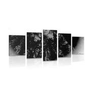 5-dielny obraz čiernobiely tropický les