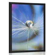 POSTER DEW DROP ON A COLORED BACKGROUND - FLOWERS - POSTERS