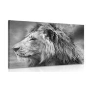 CANVAS PRINT AFRICAN LION IN BLACK AND WHITE - BLACK AND WHITE PICTURES - PICTURES