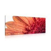 Picture of orange gerbera with water drops