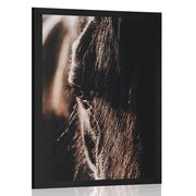 POSTER MAJESTIC HORSE - ANIMALS - POSTERS