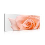 WANDBILD PFIRSICHROSE - BILDER BLUMEN - BILDER