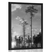 FRAMED POSTER EARLY EVENING IN THE FOREST IN BLACK AND WHITE - BLACK AND WHITE - POSTERS