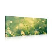 CANVAS PRINT MORNING DEW - PICTURES OF NATURE AND LANDSCAPE - PICTURES