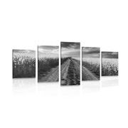 5 part picture of the sunset over the field in Slovakia in black & white