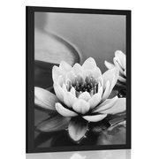 AFFICHE – FLEUR DE LOTUS DANS LE LAC EN NOIR ET BLANC - NOIR ET BLANC - AFFICHES