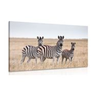 CANVAS PRINT THREE ZEBRAS IN THE SAVANNAH - PICTURES OF ANIMALS - PICTURES