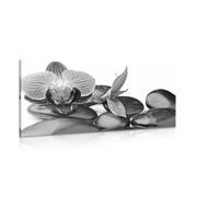 Picture of orchid and massage spa stones in black & white