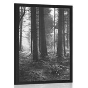 Plakat gozd obsijan s soncem v črnobeli varianti